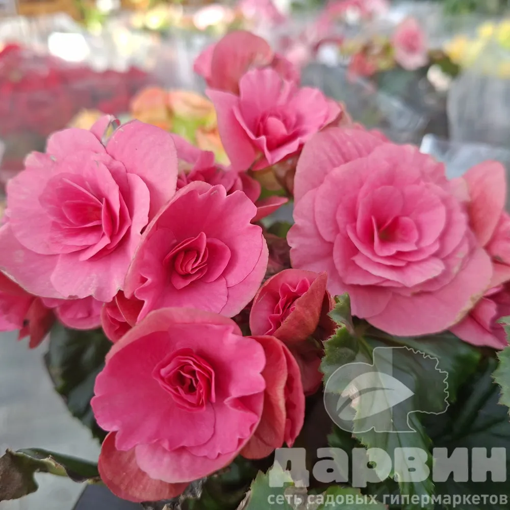 Бегония Элатиор микс d13 