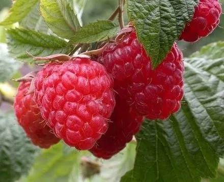 Малина ремонтантная Натахала в коробке Tim 