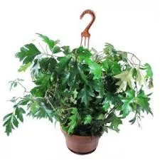 Циссус ромболистный Элен Даника в кашпо d23Tim 