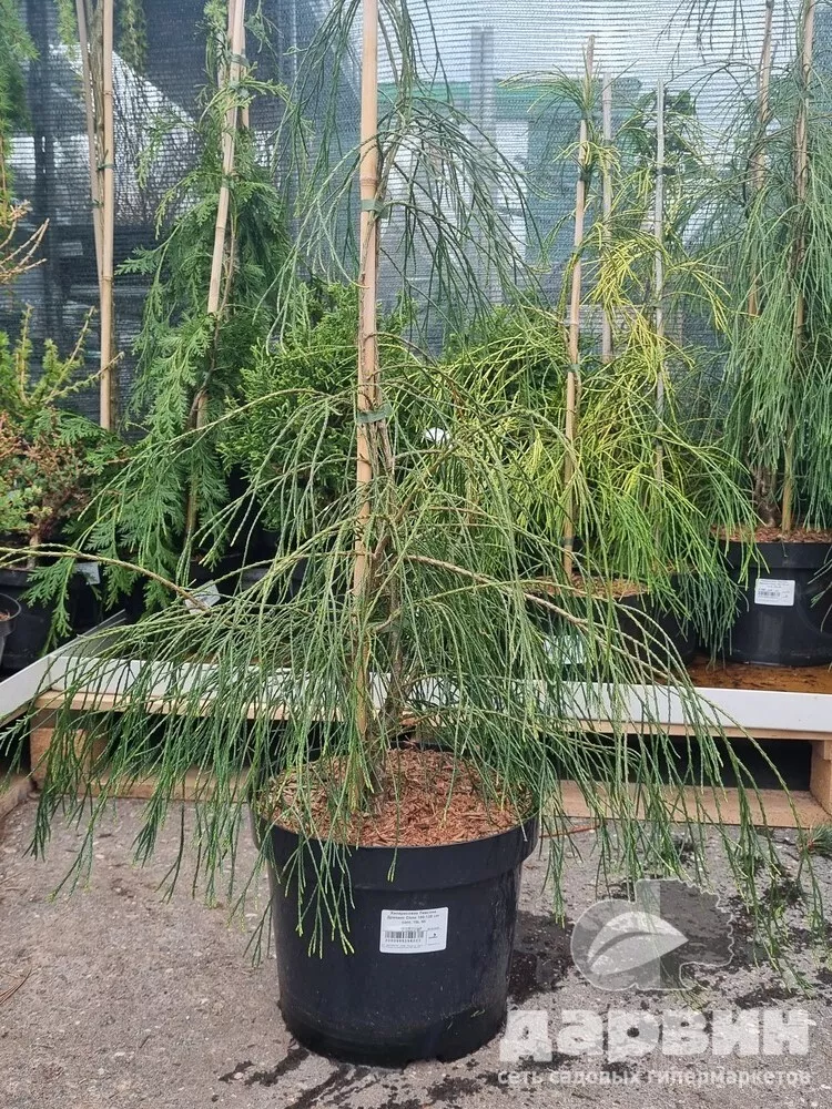 Кипарисовик Лавсона Дропинг Соло 100-125 cm cont. 10L Mt 