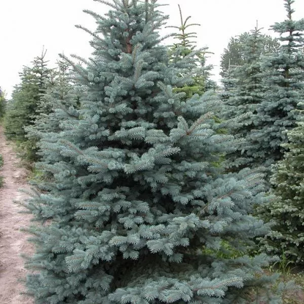 Растение Ель сербская м 240-260 п. - 2008 Gv 