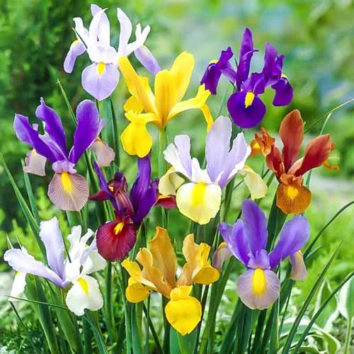 Луковица ирис Датч микс в асс. 1шт 