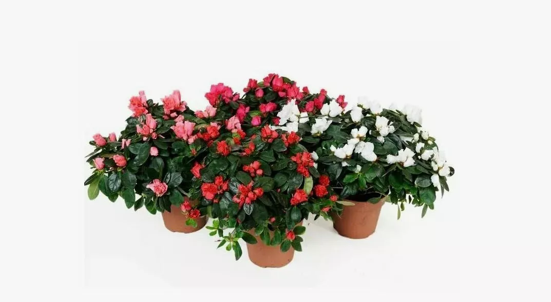 Азалия Симси микс d10 h20 