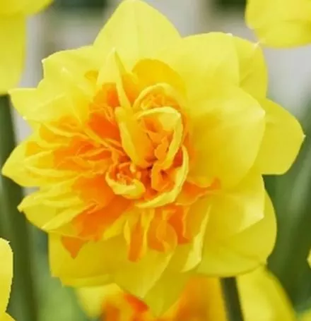 Луковица Нарцисс Дабл Санрайз 12-14, 5 шт/уп 