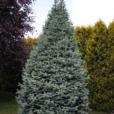 Растение пихта горная Компакта 80-100см 