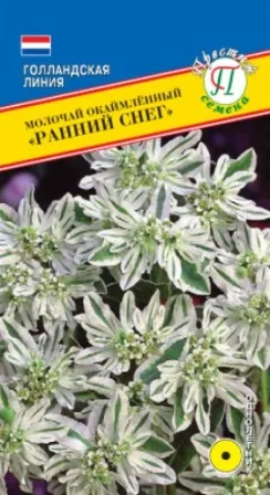 Семена молочай окаймленный Ранний снег 20шт Престиж 