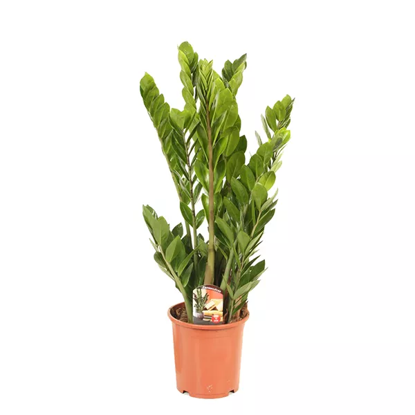 Замиокулькас d17 h70-75 