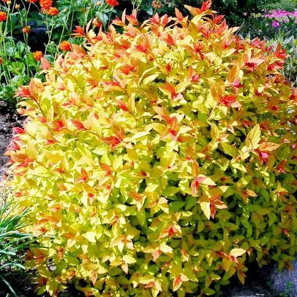 Спирея японская Меджик карпет C10 30-50 YP 