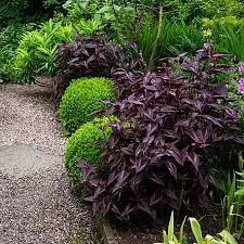 Горец мелкоголовый  Ред Дрэгон (С2) ЦО 