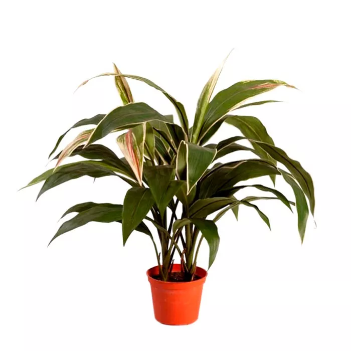 Кордилина d12 