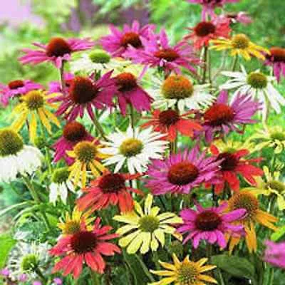 Эхинацея пурпурная микс d12 ХР 