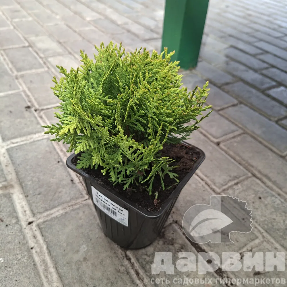 Туя западная Мириам v2 Lav 