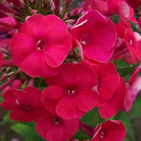 Корневище Флокс Гренадин Дрим, 1шт/уп 