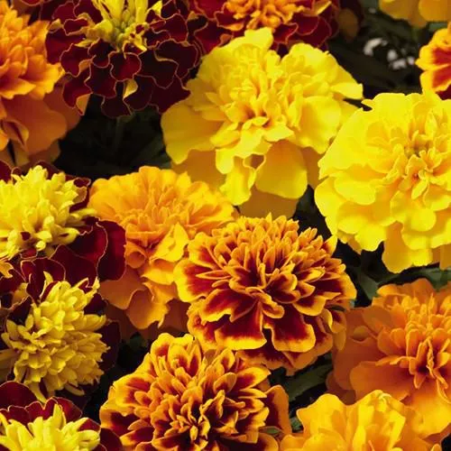 Бархатцы (Тагетес) отклоненные кассета 54шт МО 