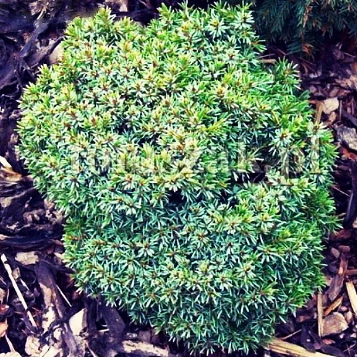 Растение ель сербская Минима 30-35 см, Mt 