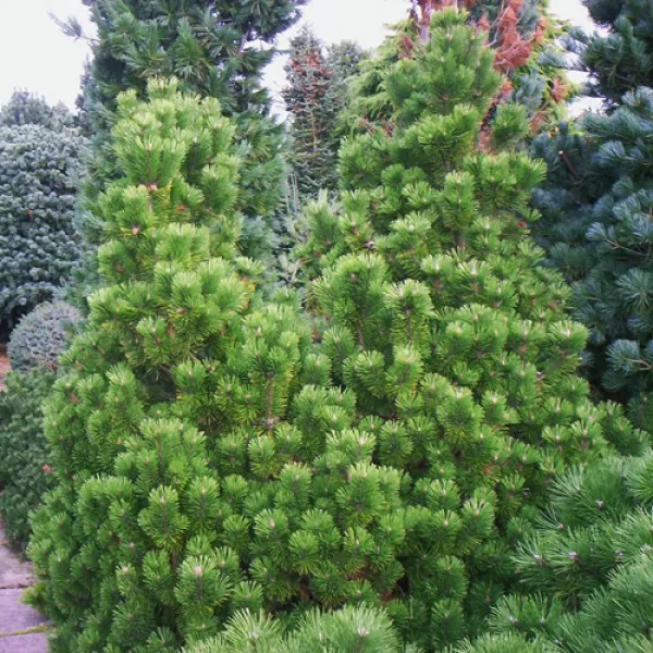 Растение сосна горная Манпитз 90/100, C80 Ks 