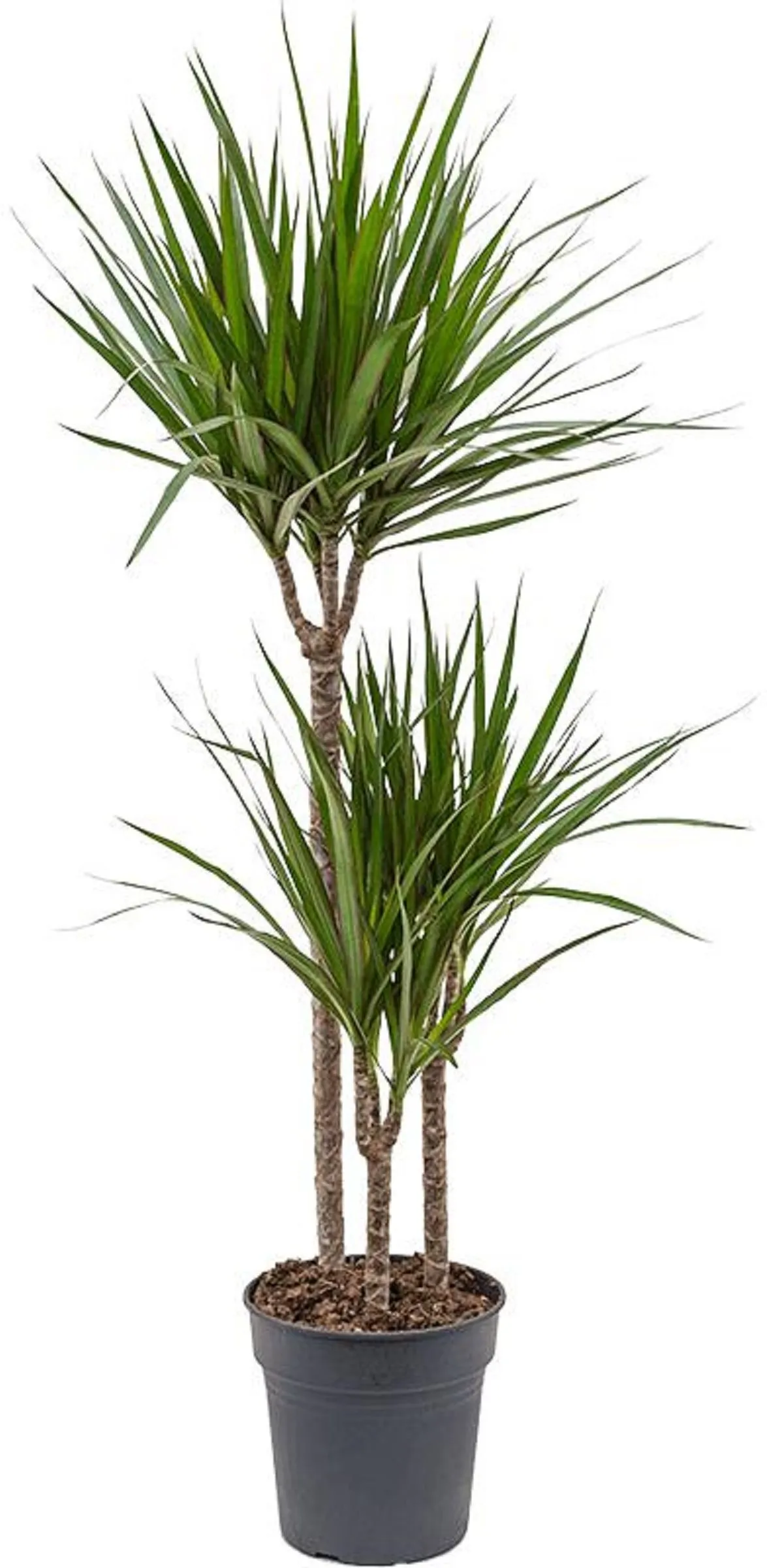 Драцена Маргината Грин d24 h130 