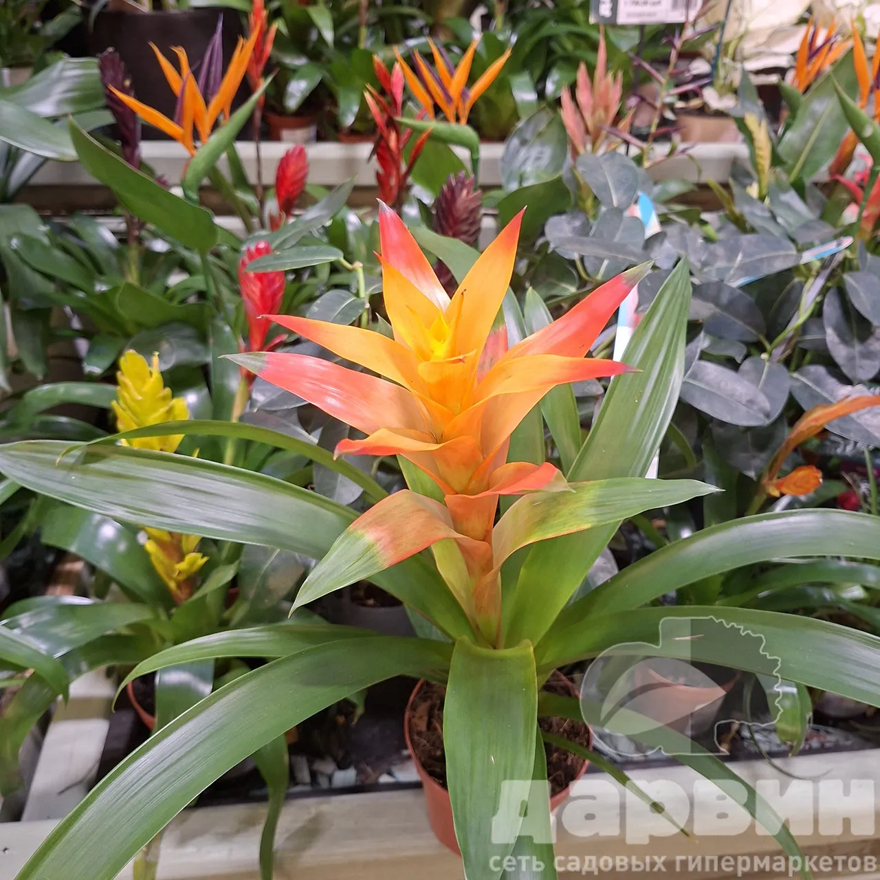 Бромелия в ассортименте d12 h45 