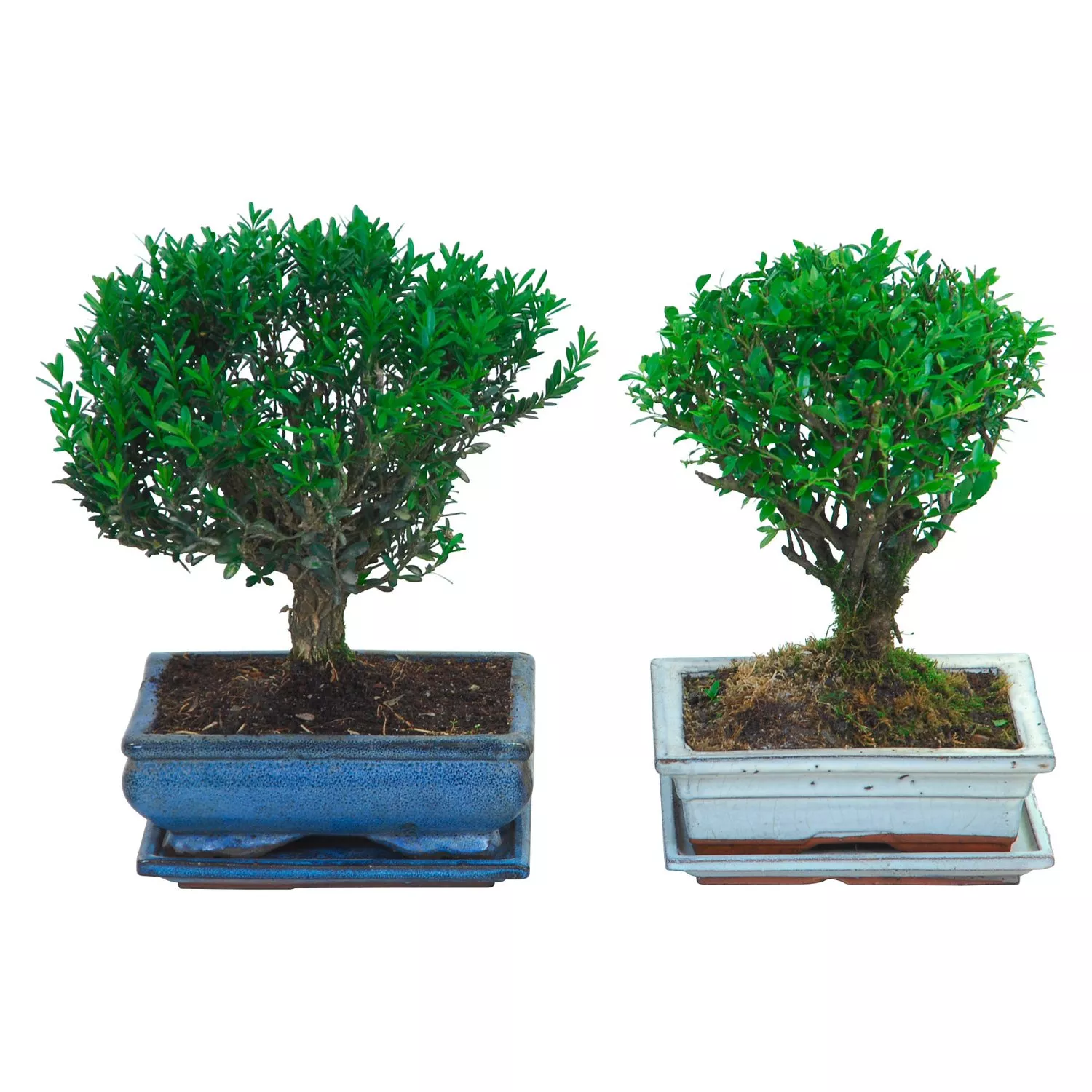 Бонсай Кармона d15 h25 