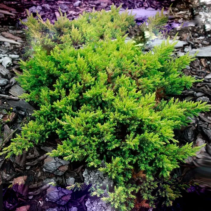 Растение можжевельник лежачий Кишиогима С3 