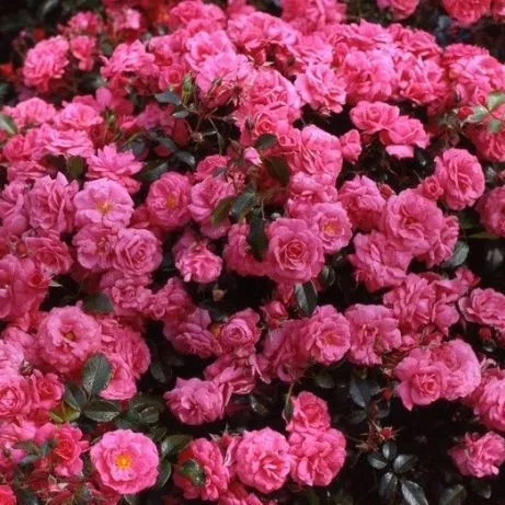 Роза флорибунда Бад Бирнбах с5, Tim 