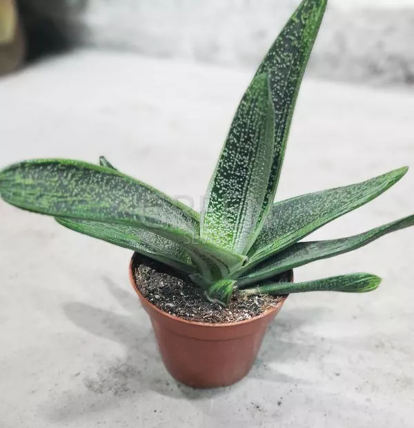 Гастерия Литл Варти d5 h5 