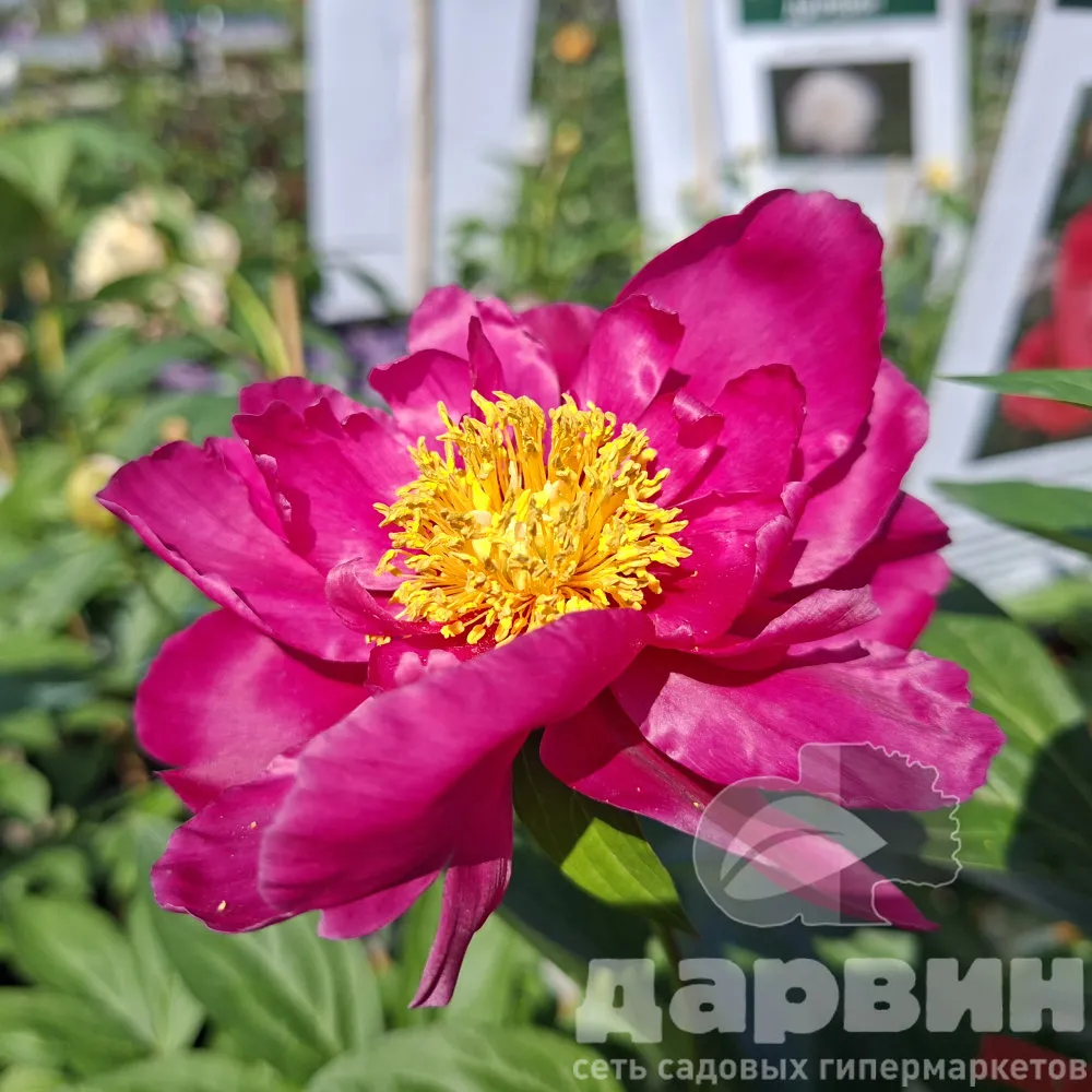 Пион Пинк Дабл v5 Tim 