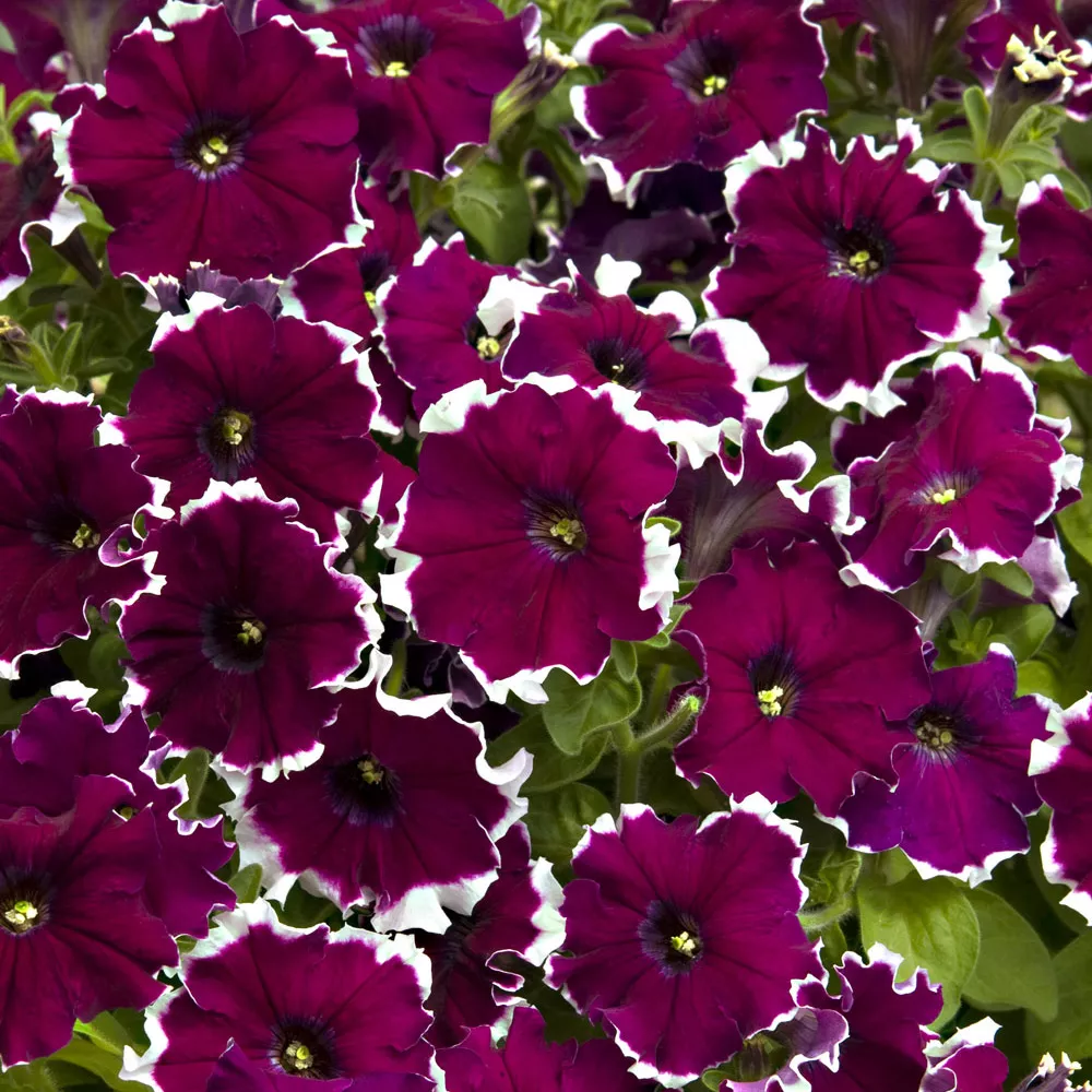 Петуния ампельная Маджента Пикоти пурпурная с белой каймой D23 ПВ 