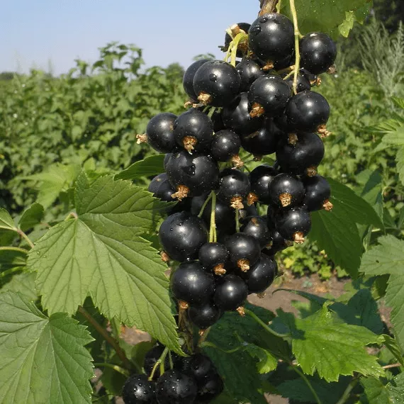 Смородина черная Зеленая дымка в коробке Tim 