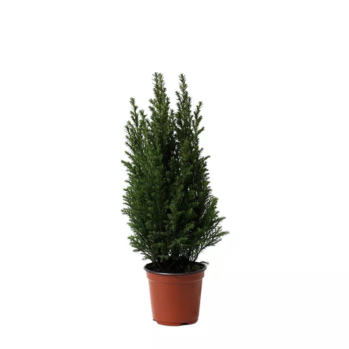 Кипарисовик Элвуди новогодний d9 h20  по цене 