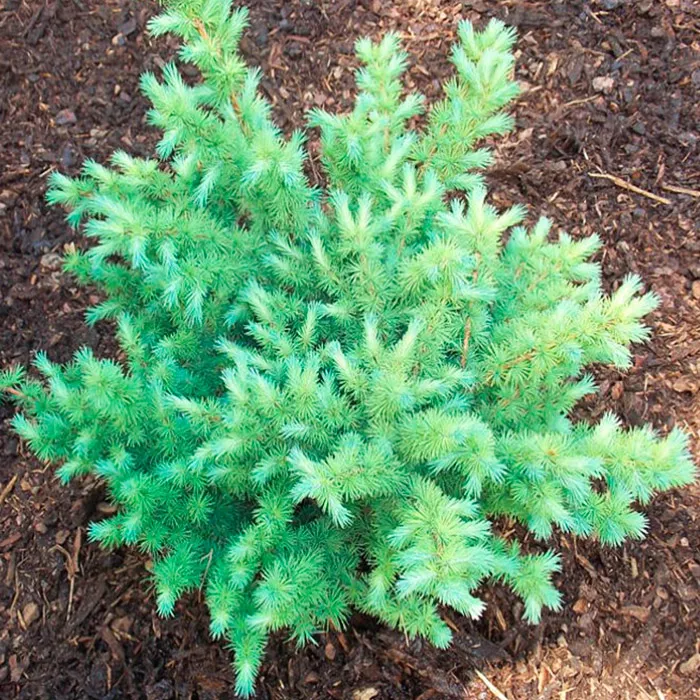 Растение лиственница кемпфера Грей Перл C3 25-30 cm Mt 