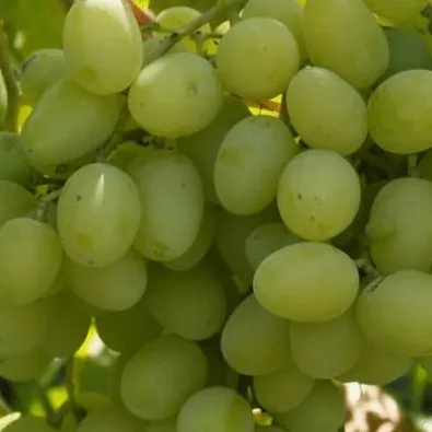 Ландыш Виноград