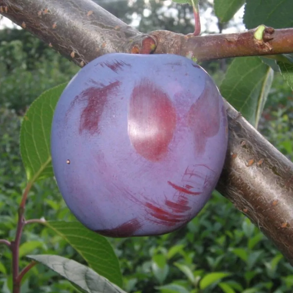 Слива Стартовая v7 100-140 Lav 