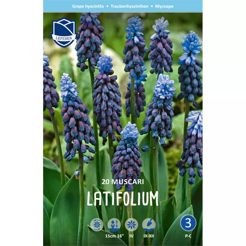 Луковица Мускари латифолиум 7/8, 20 шт/уп 