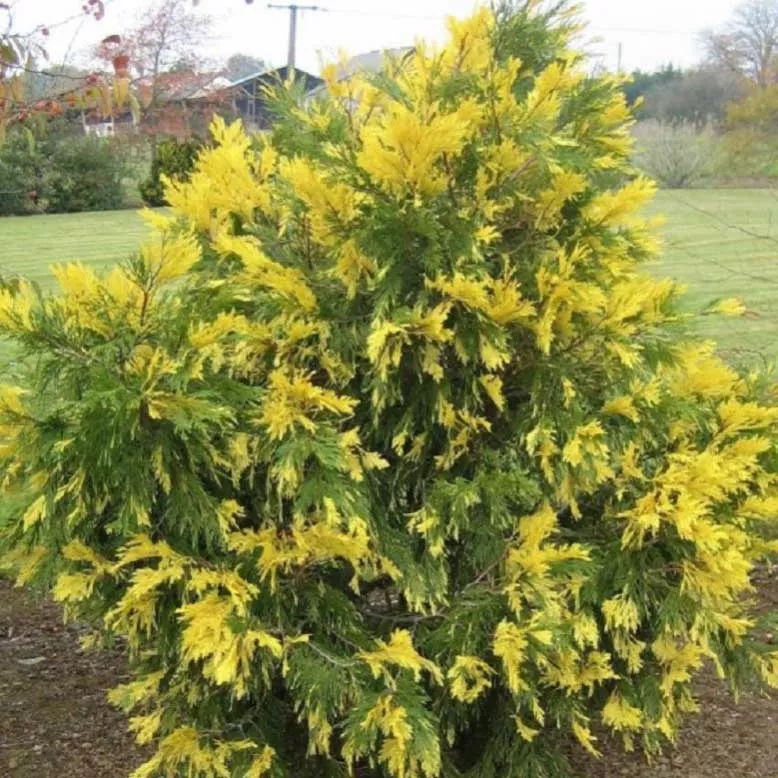 Калоцедрус Ауреавариегата 50-60 cm cont. 4,0L Mt 