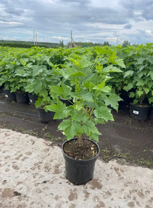 Смородина красная Йонкер Ван Тетс с2-с3  Nik 