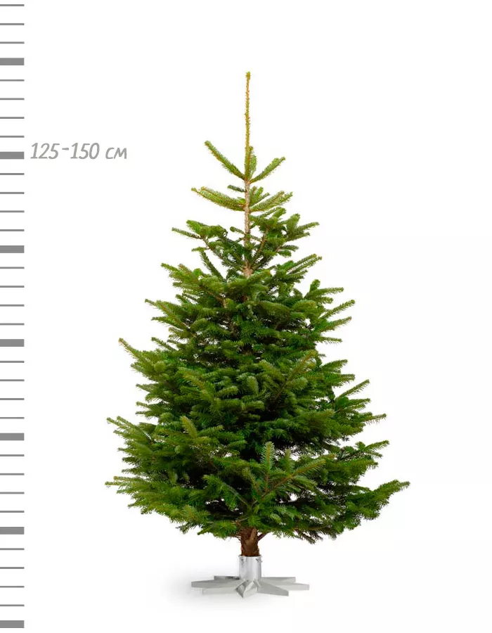 Пихта НОВОГОДНЯЯ нормандская 125/150 по цене 