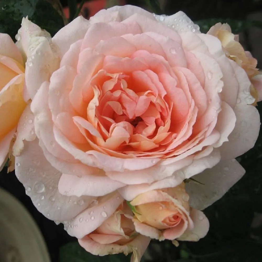 Роза Амаретто в коробке АФ 