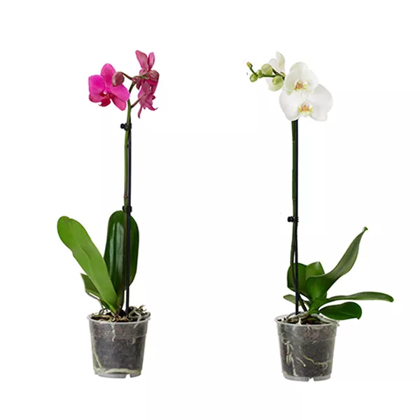 Фаленопсис d9 h40 