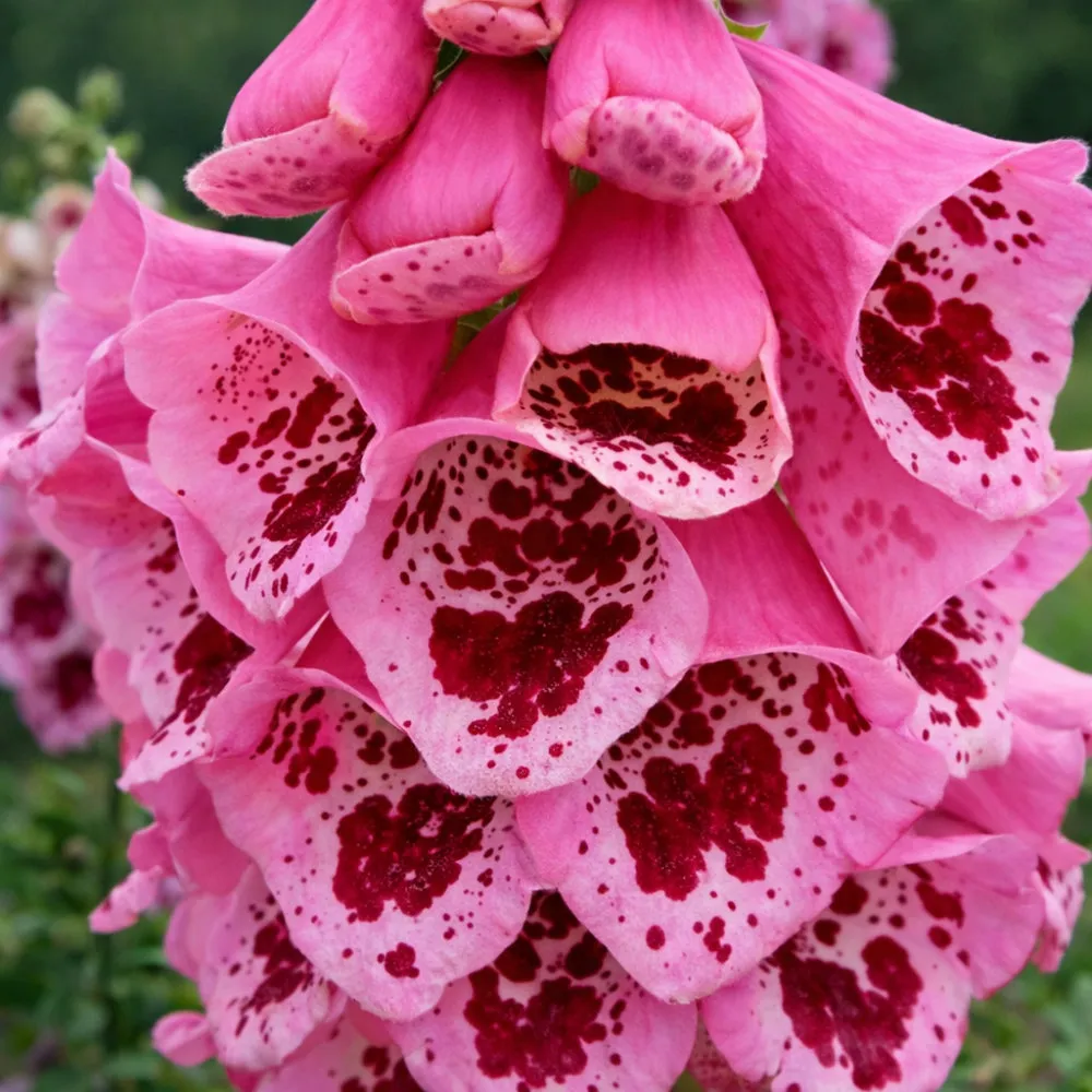 Корневище Наперстянка Гиант Споттед 1 шт/уп 
