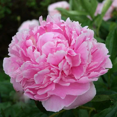 Пион молочноцветковый Сара Бернар 2-3 1шт Поиск 