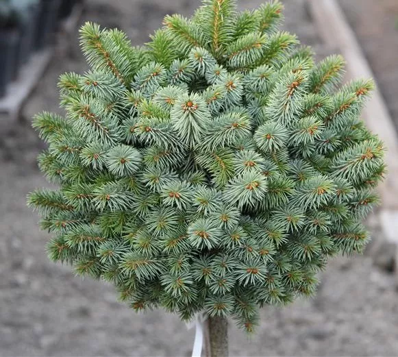 Ель ситхинская Силберзверг 50-60 см Lav 