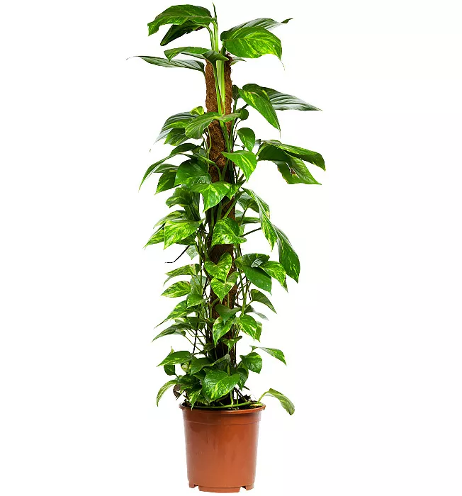 Эпипремнум Пиннатум Мосстик d21 h100 