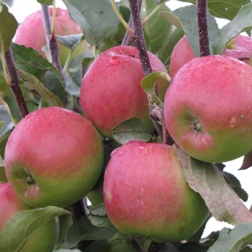 Яблоня Былина 3-х летка 