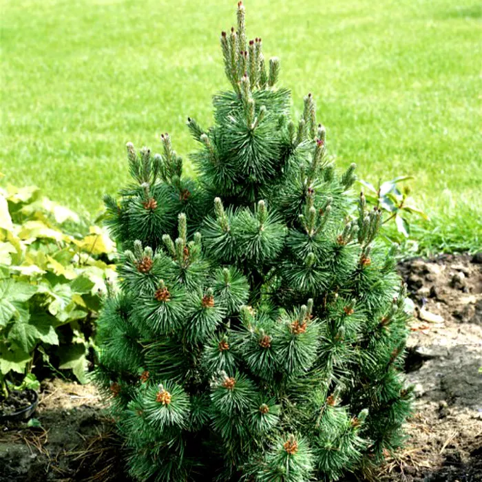 Растение сосна горная Columbo (Columnaris) C15 80-100 Bor 2017 