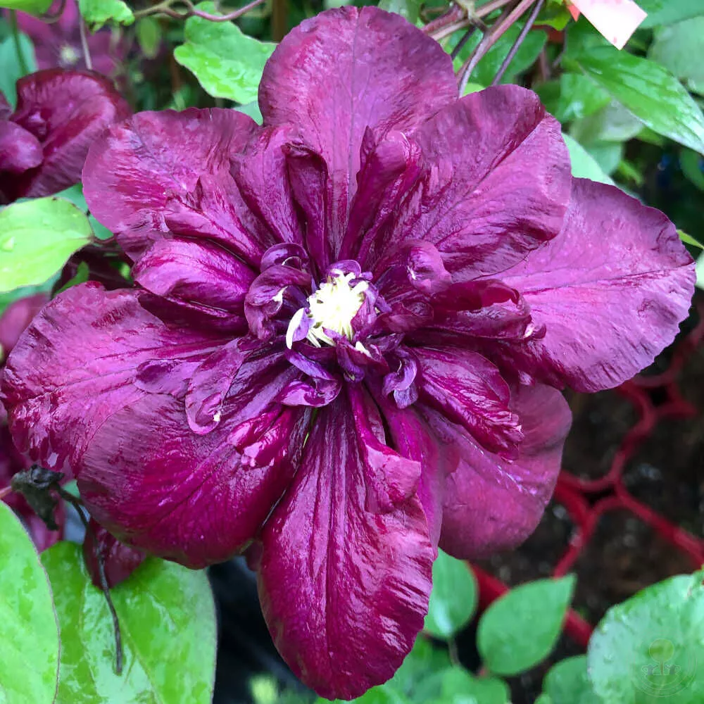 Клематис Ян Собески p9 Cl 