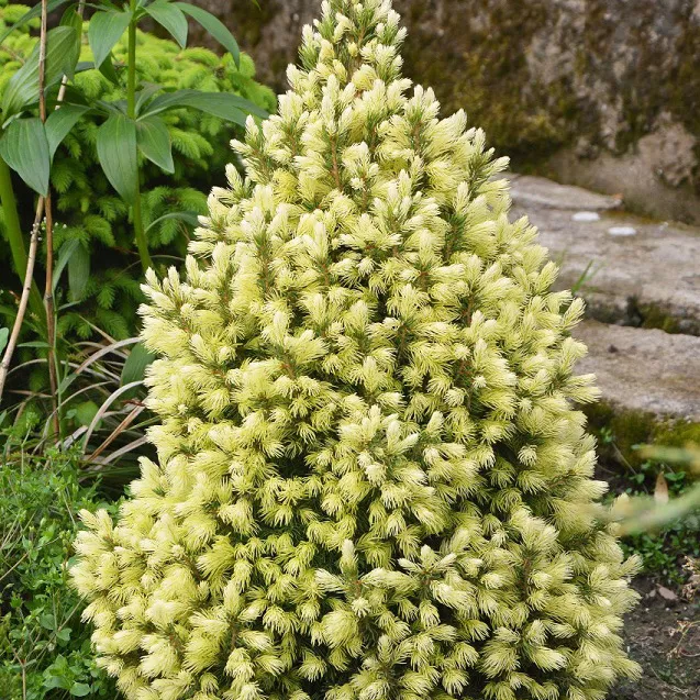 Ель канадская Майголд C2, BL 