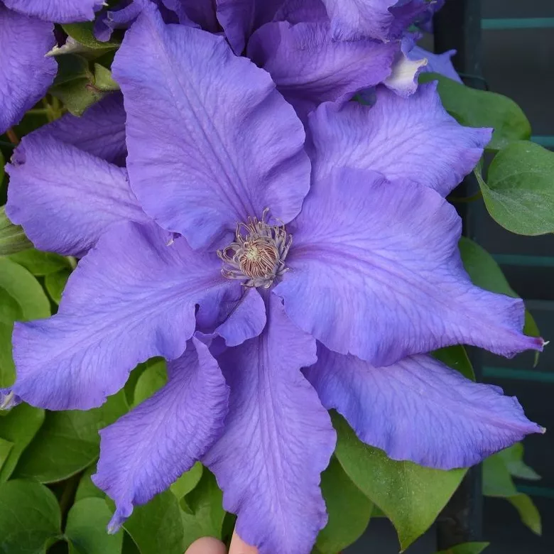 Клематис Балтик Вэйвз v2 CL 