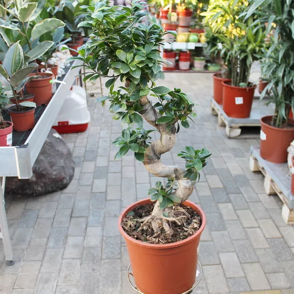 Фикус микрокарпа Гинсенг d27  h70 