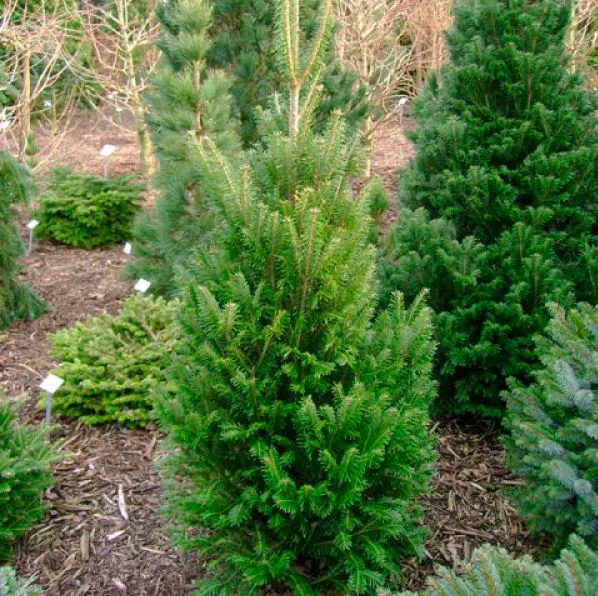 Пихта белая Фастигиата 40-50 